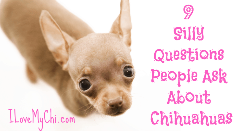Asthma Chihuahua Cure