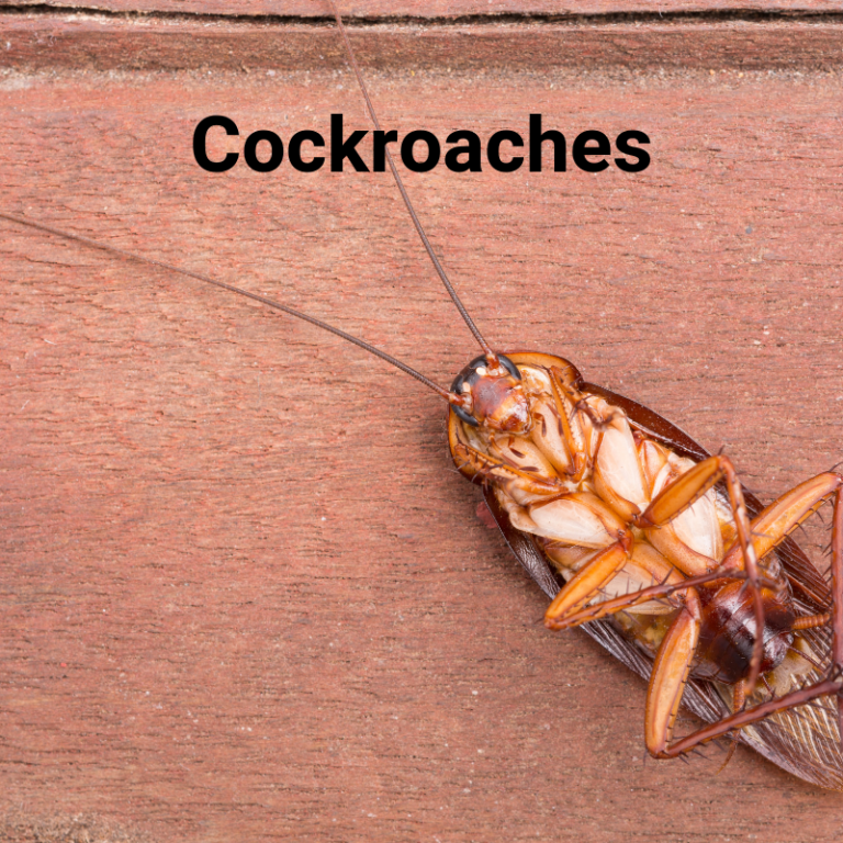Can Cockroaches Cause Asthma?