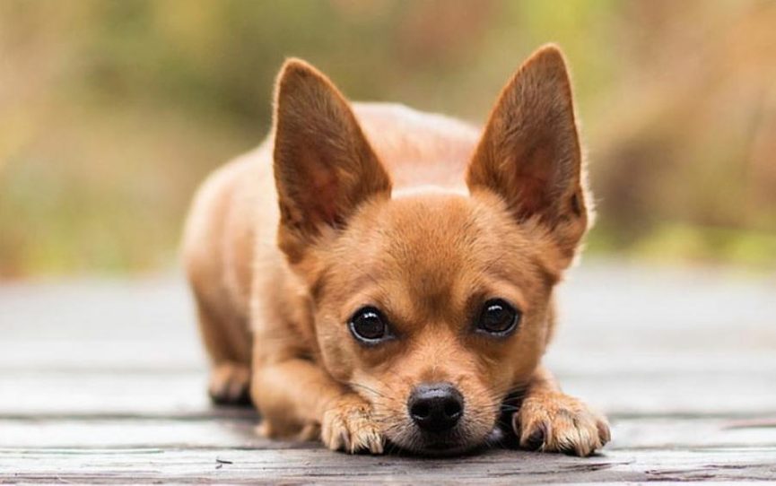 Can Owning a Chihuahua Cure Asthma?