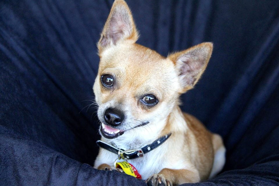 Chihuahua Rescue Queensland â Rescued Pets