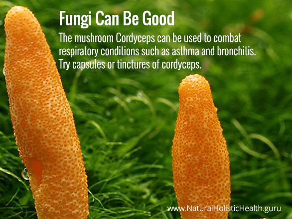 Cordyceps fungi can be good for respiratory problems ...