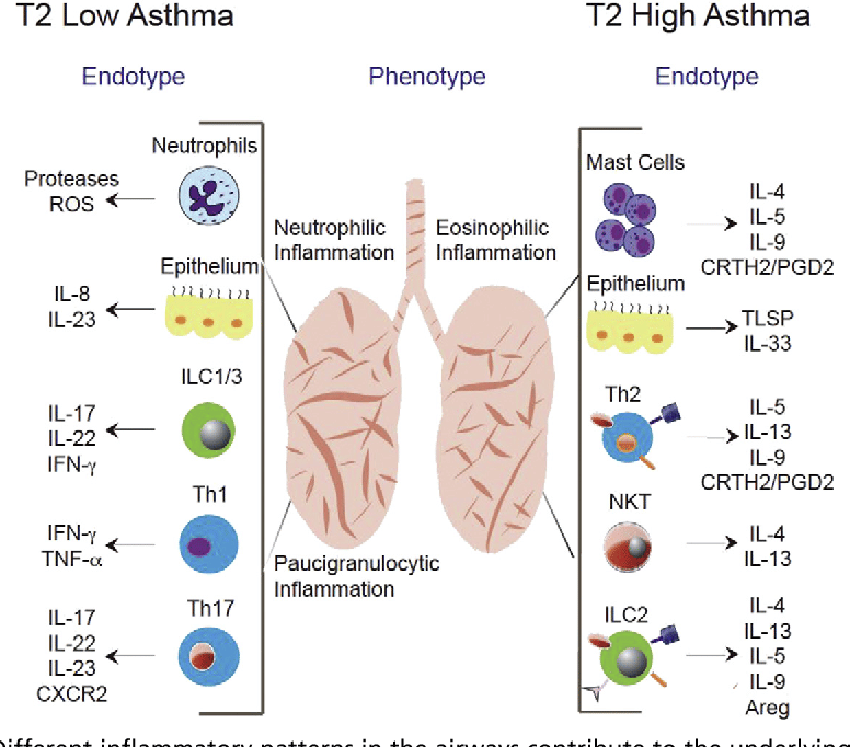 Figure 1 from Biologic and New Therapies in Asthma.