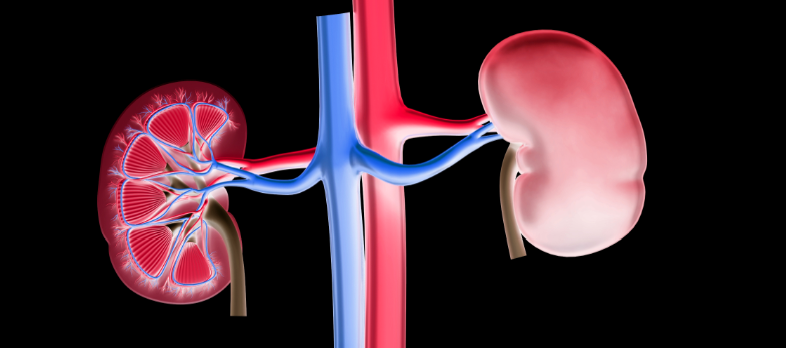 How Does Renal Impairment Affect Vascular Health ...