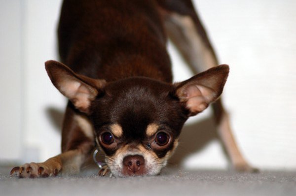 How to Potty Train a Teacup Chihuahua