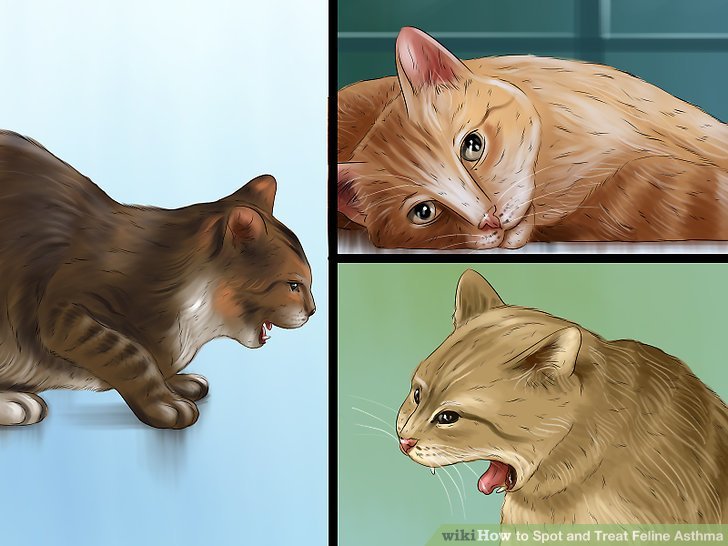 How to Spot and Treat Feline Asthma: 11 Steps (with Pictures)