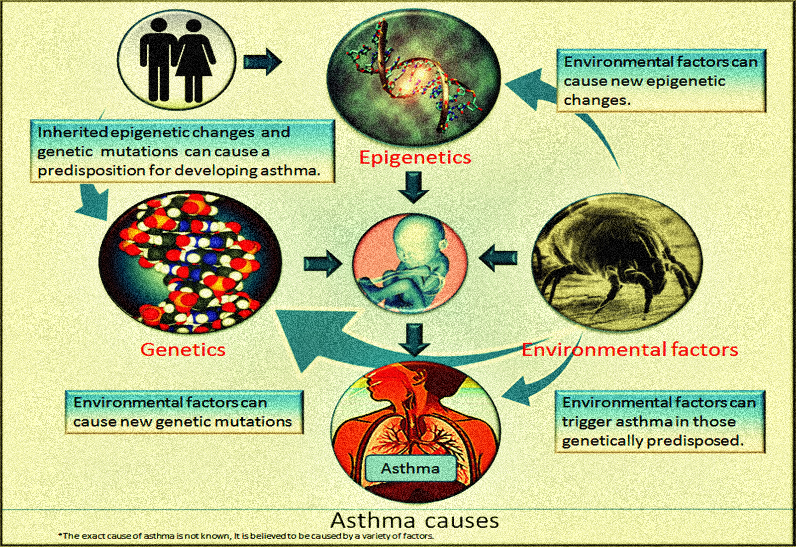 Medicine Health And You: What is Asthma and How is it Caused?