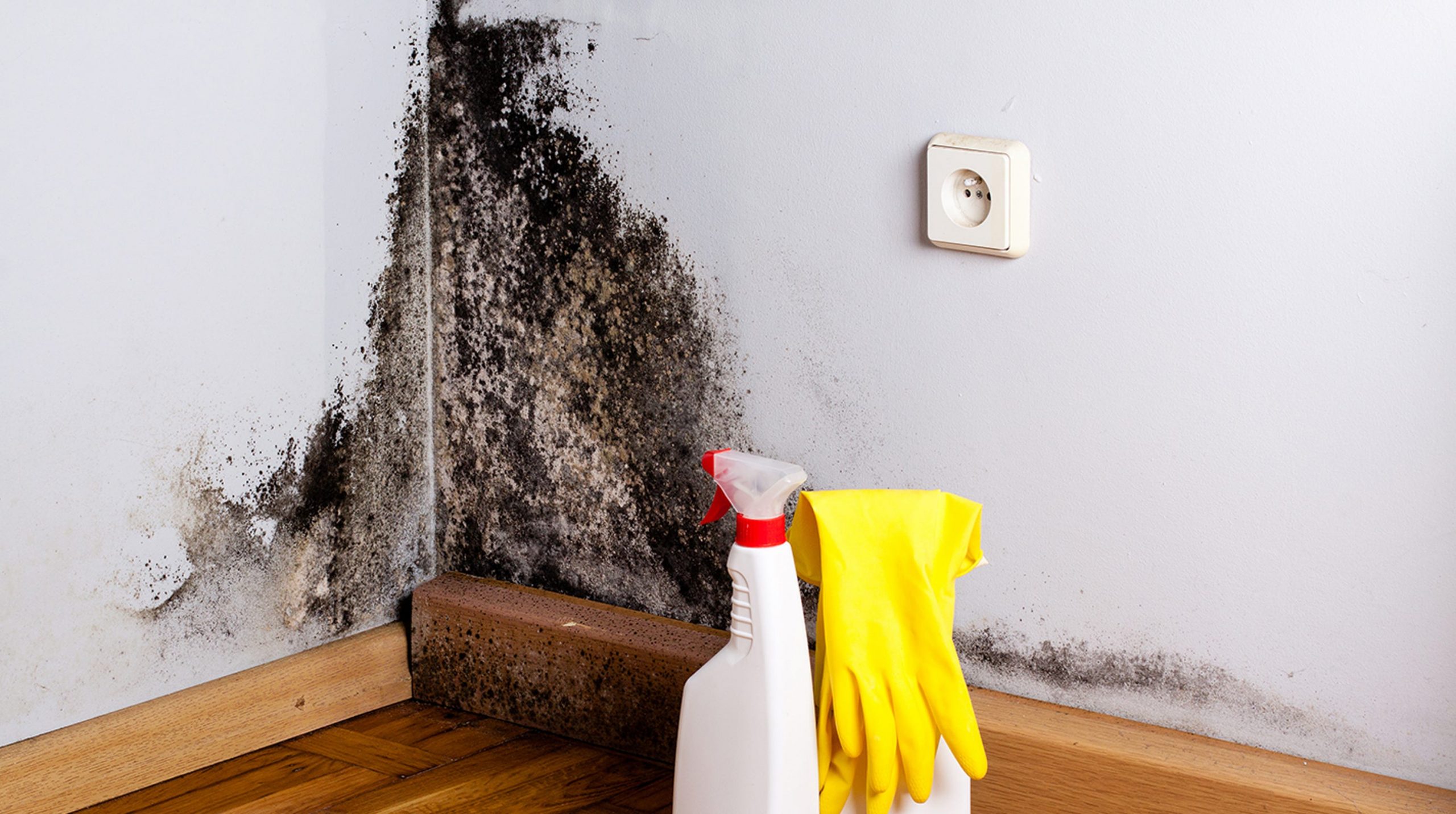 Mold and mildew: Most dangerous for those with asthma ...