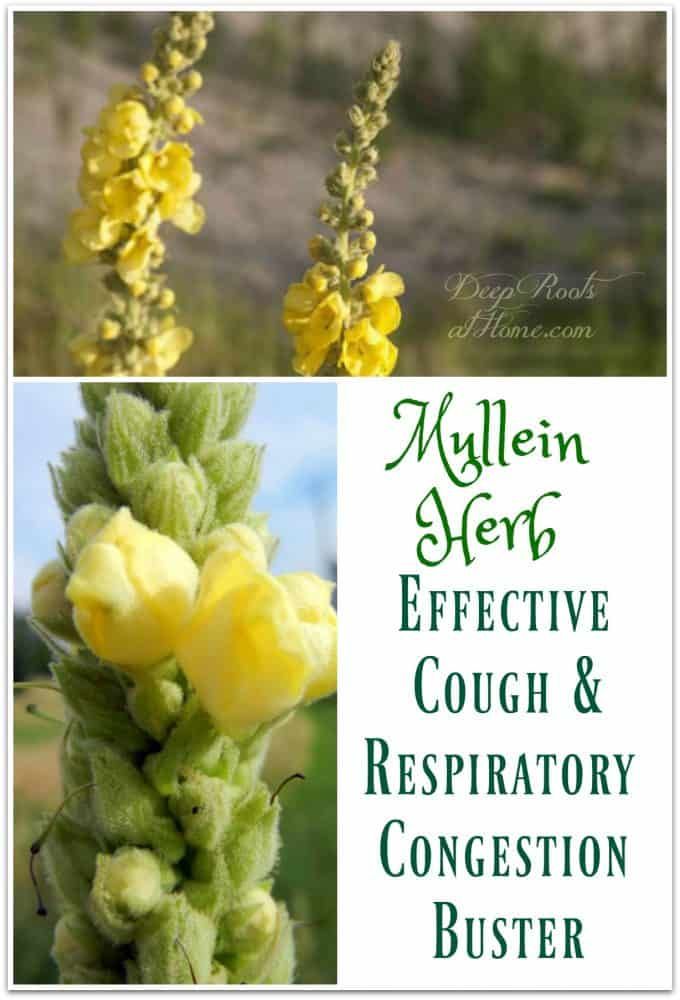 Mullein Herb: Effective Cough and Respiratory Congestion ...