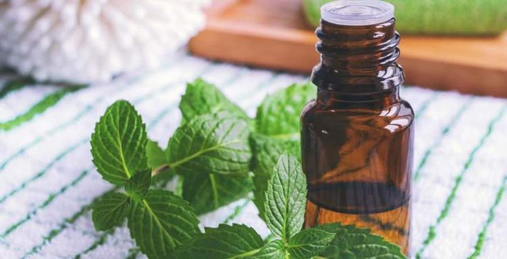What can peppermint oil do for you? in 2020