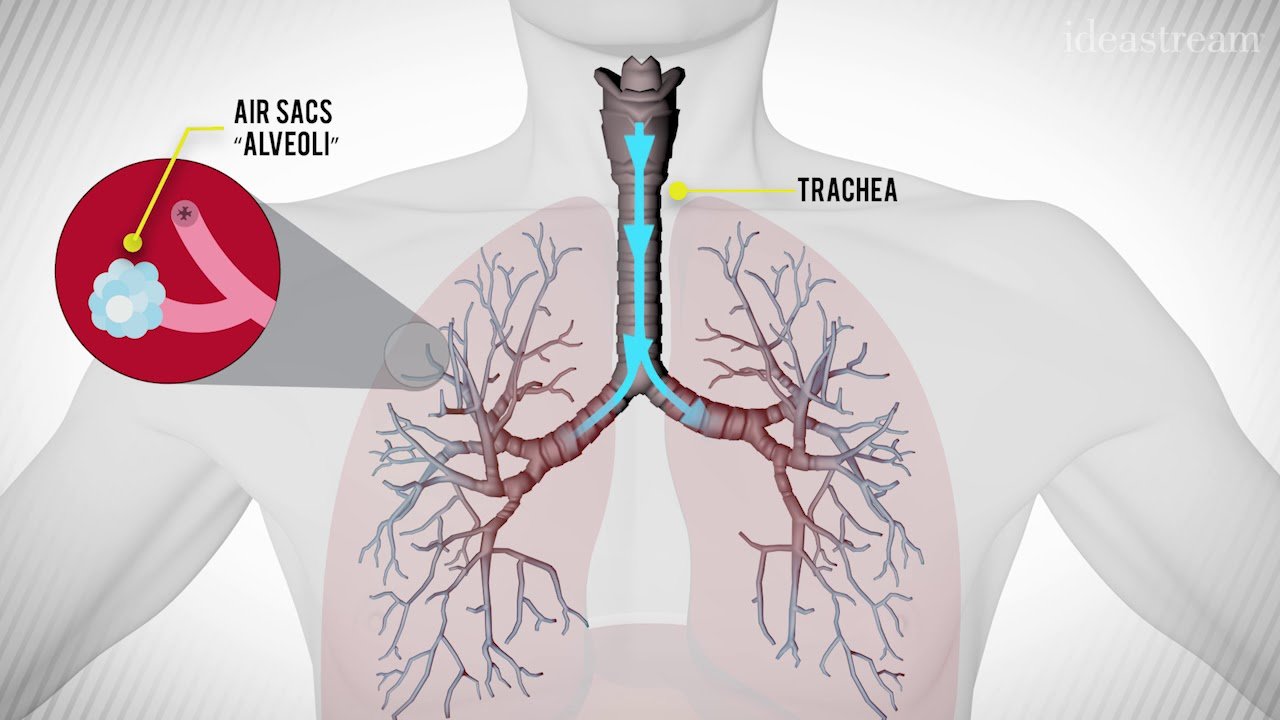 What Happens During an Asthma Attack?