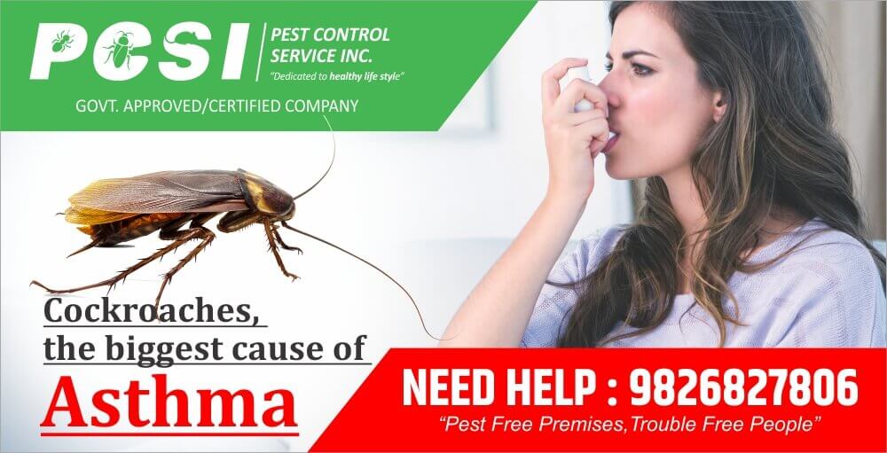 Why Do Cockroaches Cause Asthma Attacks